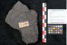 Foto (Objekt + Etikett) von Callipteris sp.  (NHMW-GEO-2024-0188-10911)